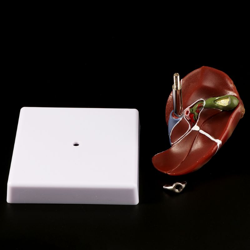Human Liver Pathological Anato - Medical Lab Design review and price